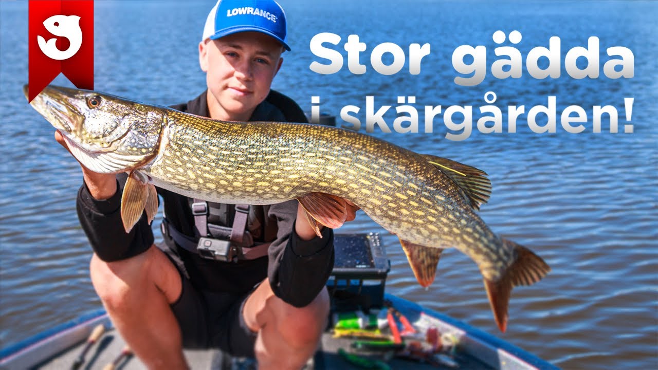 STOR GÄDDA I SKÄRGÅRDEN!
