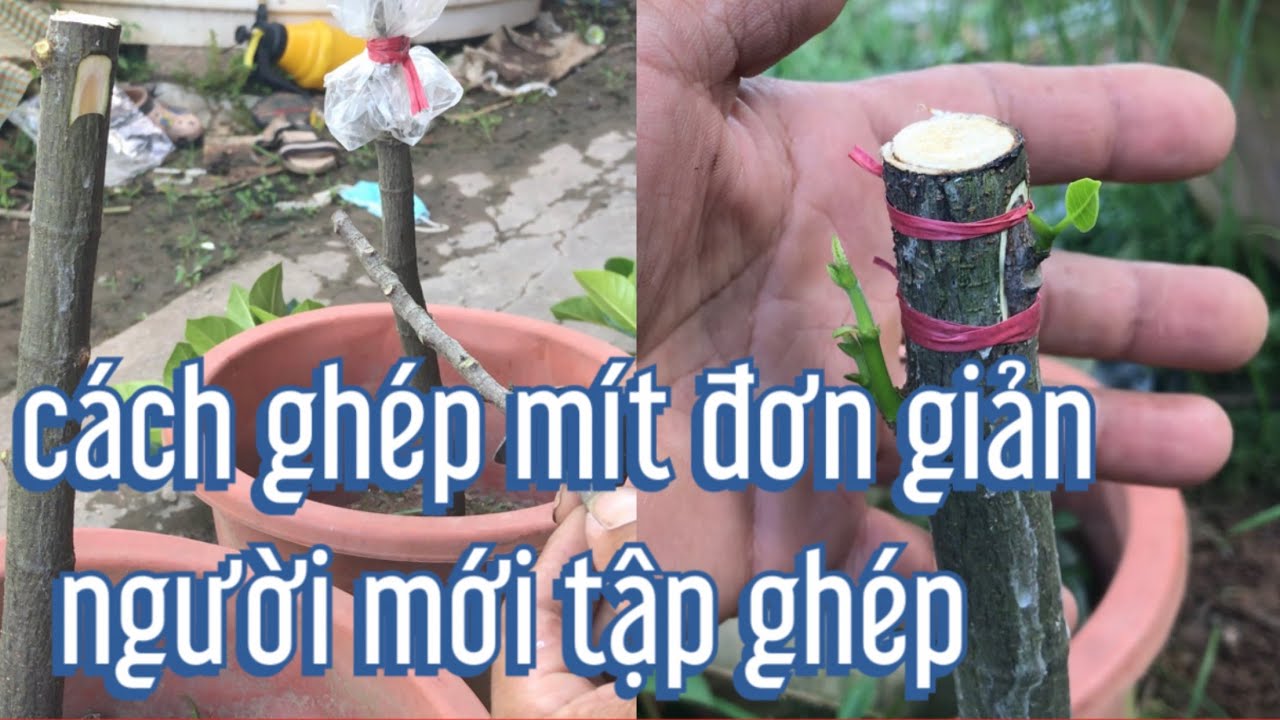 chia sẻ cách ghép mít cho mọi người mới tập ghép.