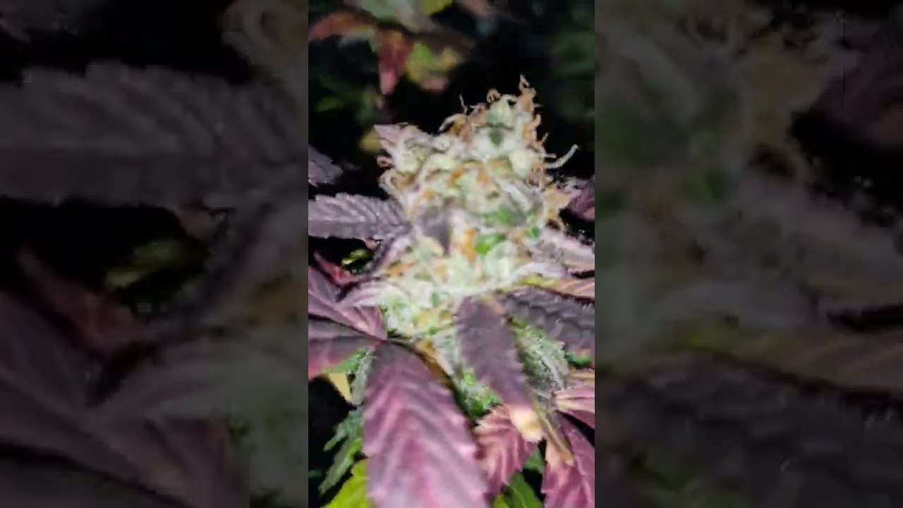 Apple Fritter X Banana Budder Cups (9 weeks in flower) cut in few days...