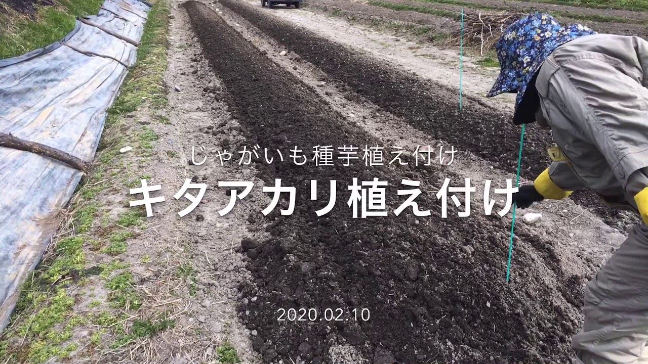 キタアカリ種芋の植え付け