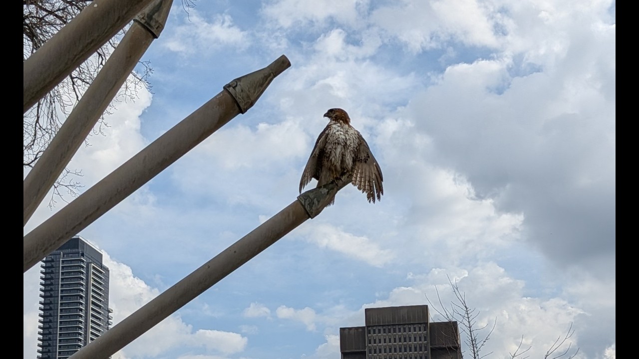 Red Tail Hawk Joins me while fishing...Gets Super Close