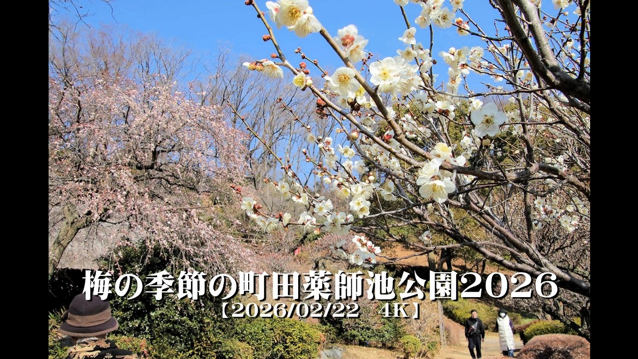 20260222梅の季節の町田薬師池公園2026【４Ｋ】