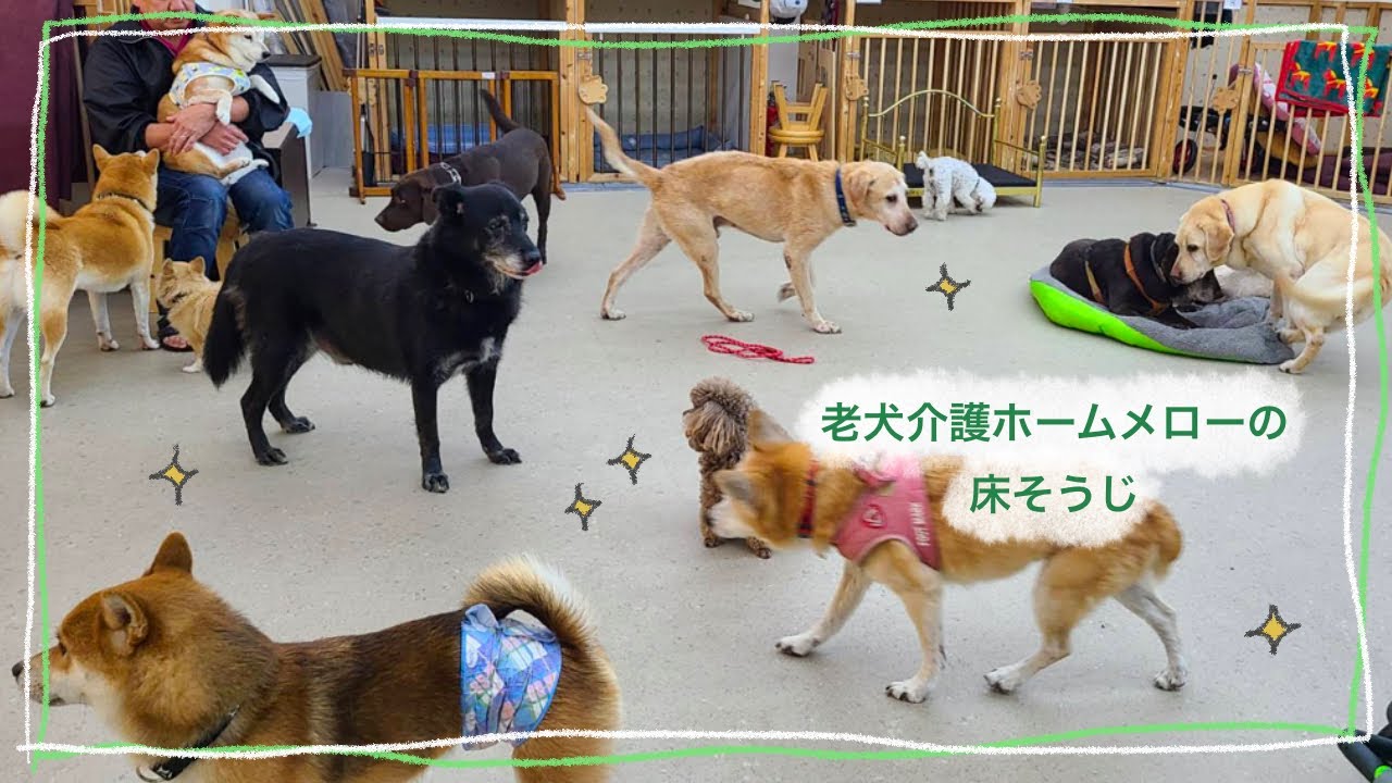 【老犬介護ホームメロー】お掃除の様子