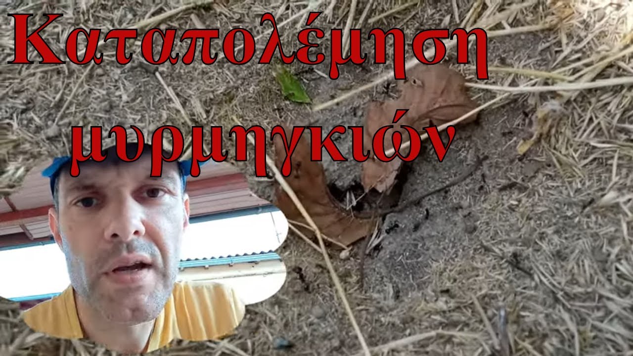 Καταπολέμηση μυρμηγκιών