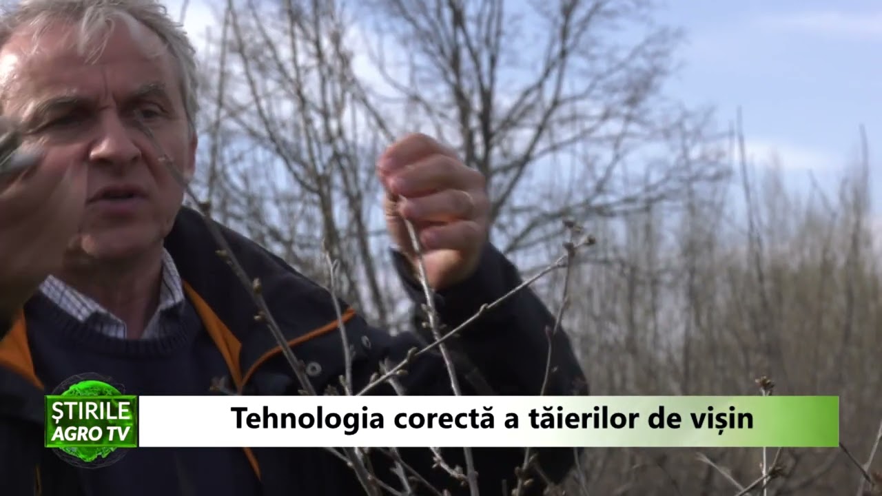 Tehnologia corecta a taierilor de visin 14 04 2022
