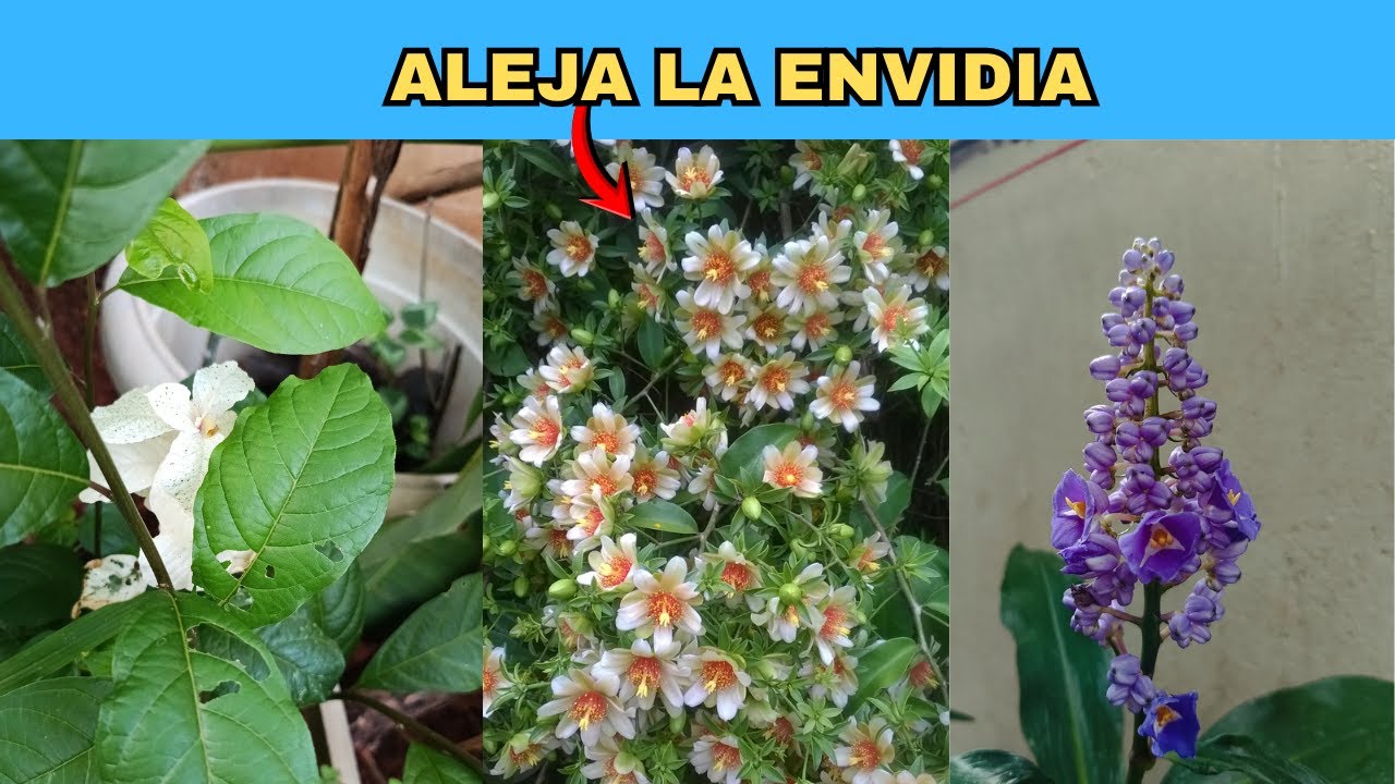👉 7 Plantas que Alejan la Envidia y Protegen tu Hogar (La #3 es la Más Temida)