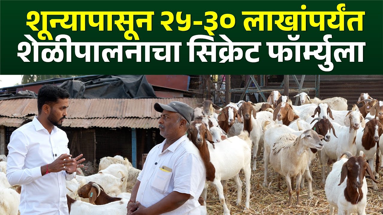 शून्यापासून २५-३० लाखांपर्यंत | शेळीपालनाचा सिक्रेट फॉर्म्युला #goatfarming #goatfarm #boergoat