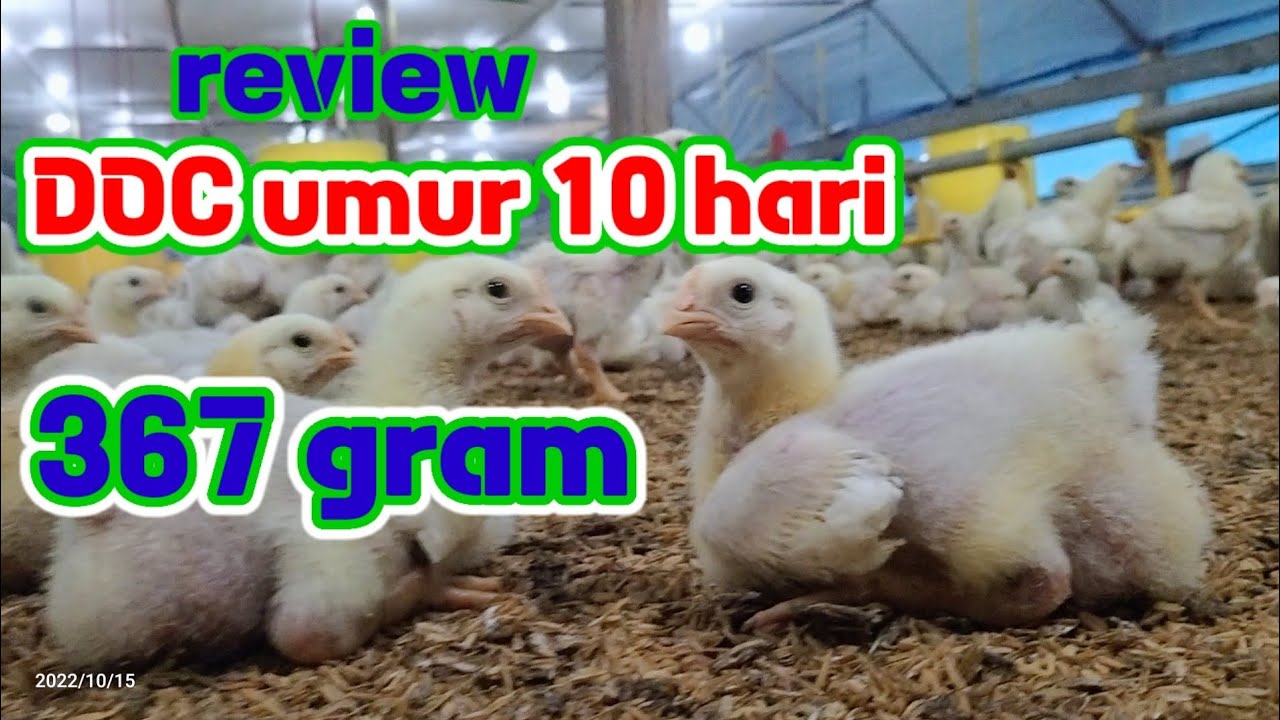 Perawatan DOC ayam broiler umur 10 hari@PEJUANGFCR