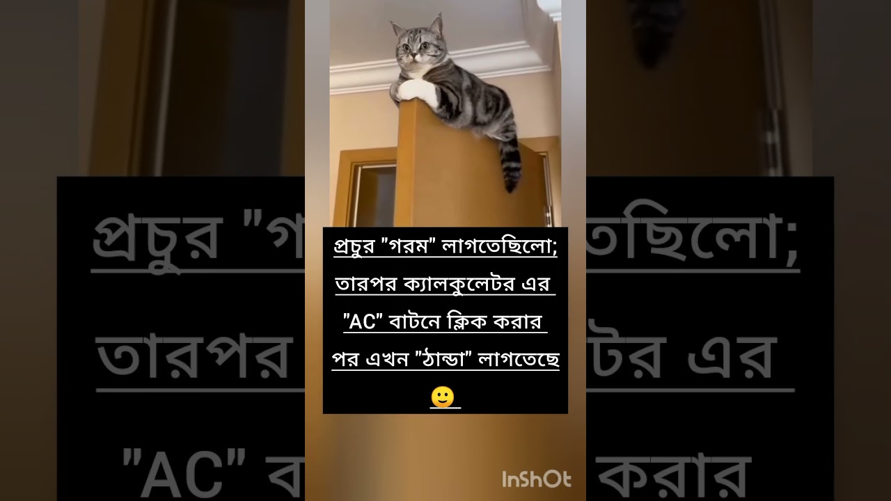 funny video 🤣#vairalvideo #vairalshort #trending #views #funny #foryou #cat