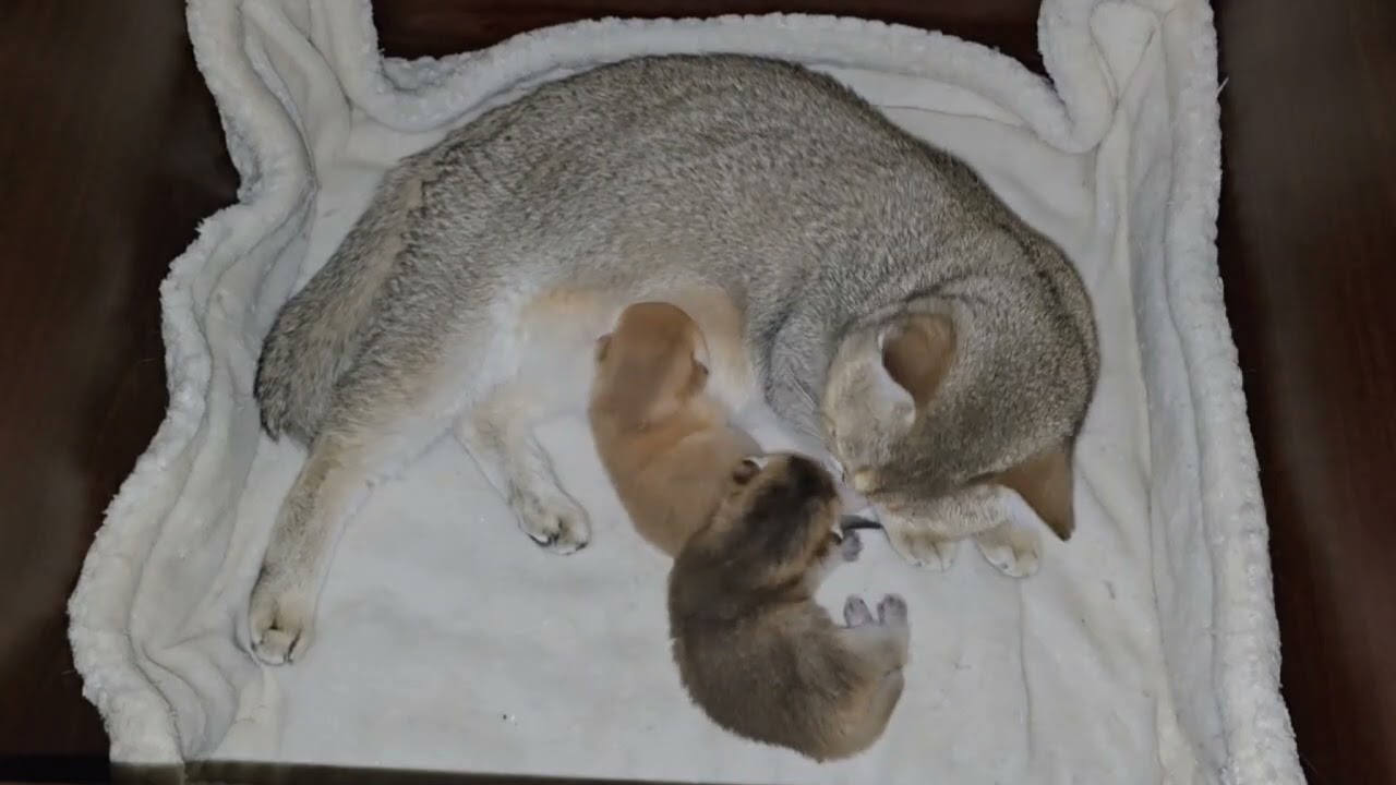 Восьмидневные кот8-Day-Old Kittens Opening Their Eyes for the First Time 🐾.