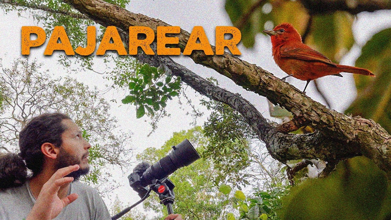 PAJAREAR | Lo que las aves me ense&ntilde;an para un mundo absurdo