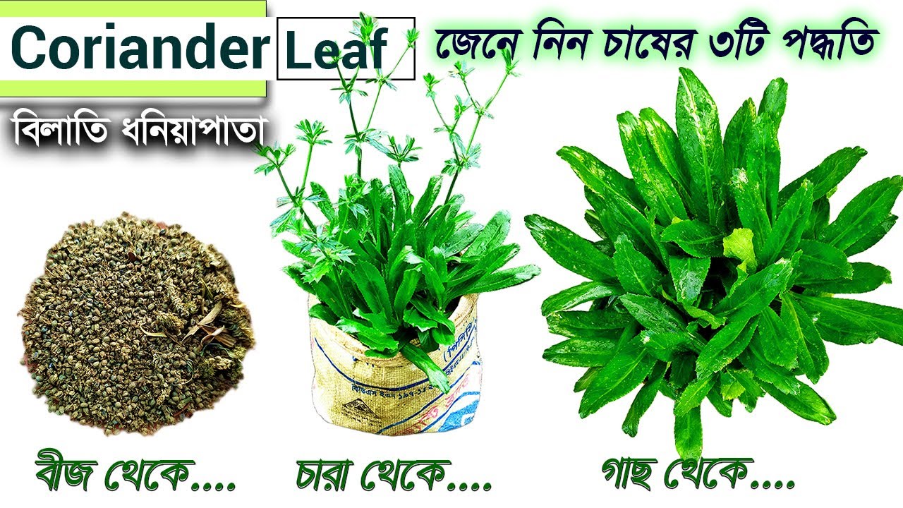 ৩ উপায়ে বিলাতি ধনেপাতা চাষ পদ্ধতি || 3 Ways to Cultivate || How to grow Coriander in Tob (Culantro)