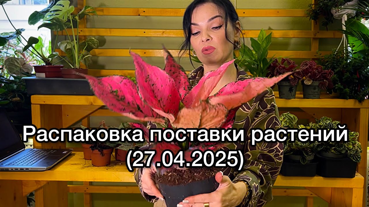 ОБЗОР🪴распаковка поставки растений из Голландии(27.04.2025)