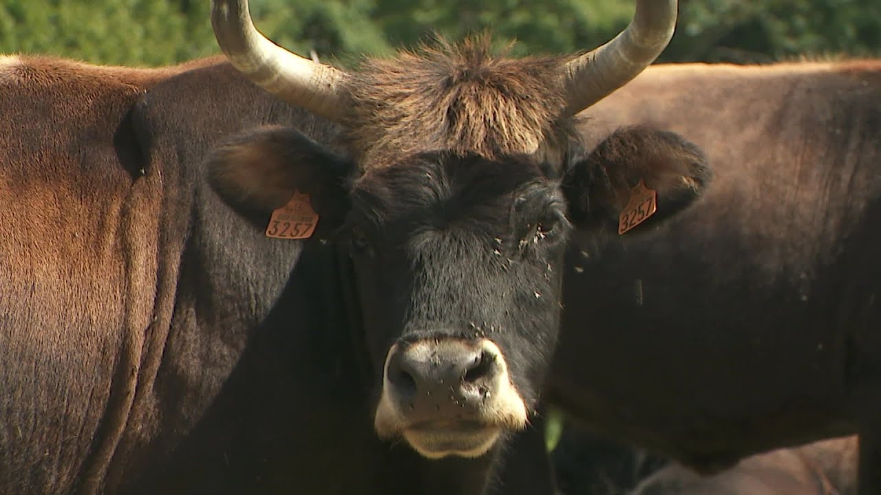 Le retour de la vache Auroch