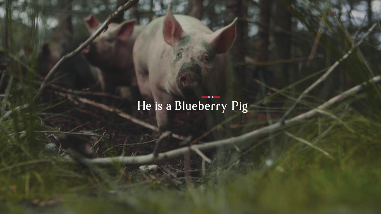 BlueberryPig English