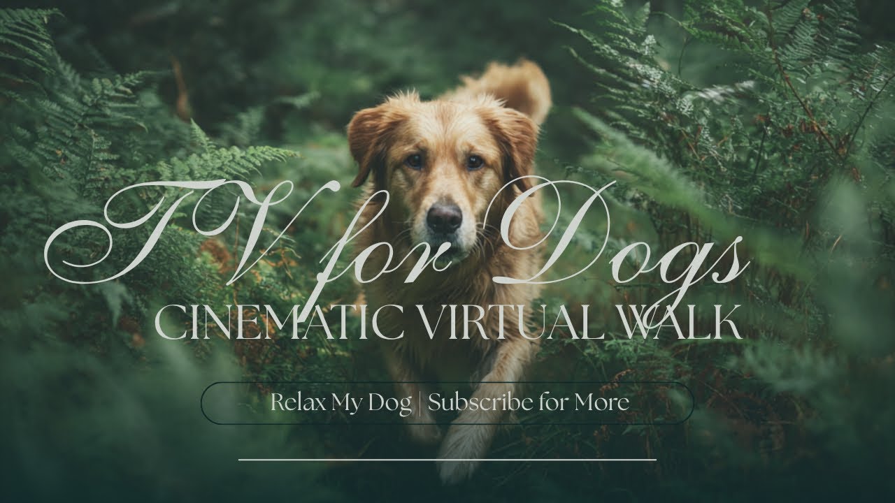 Relax My Dog TV! Beautiful nature walking videos to keep your dog calm and anxiety free! 
