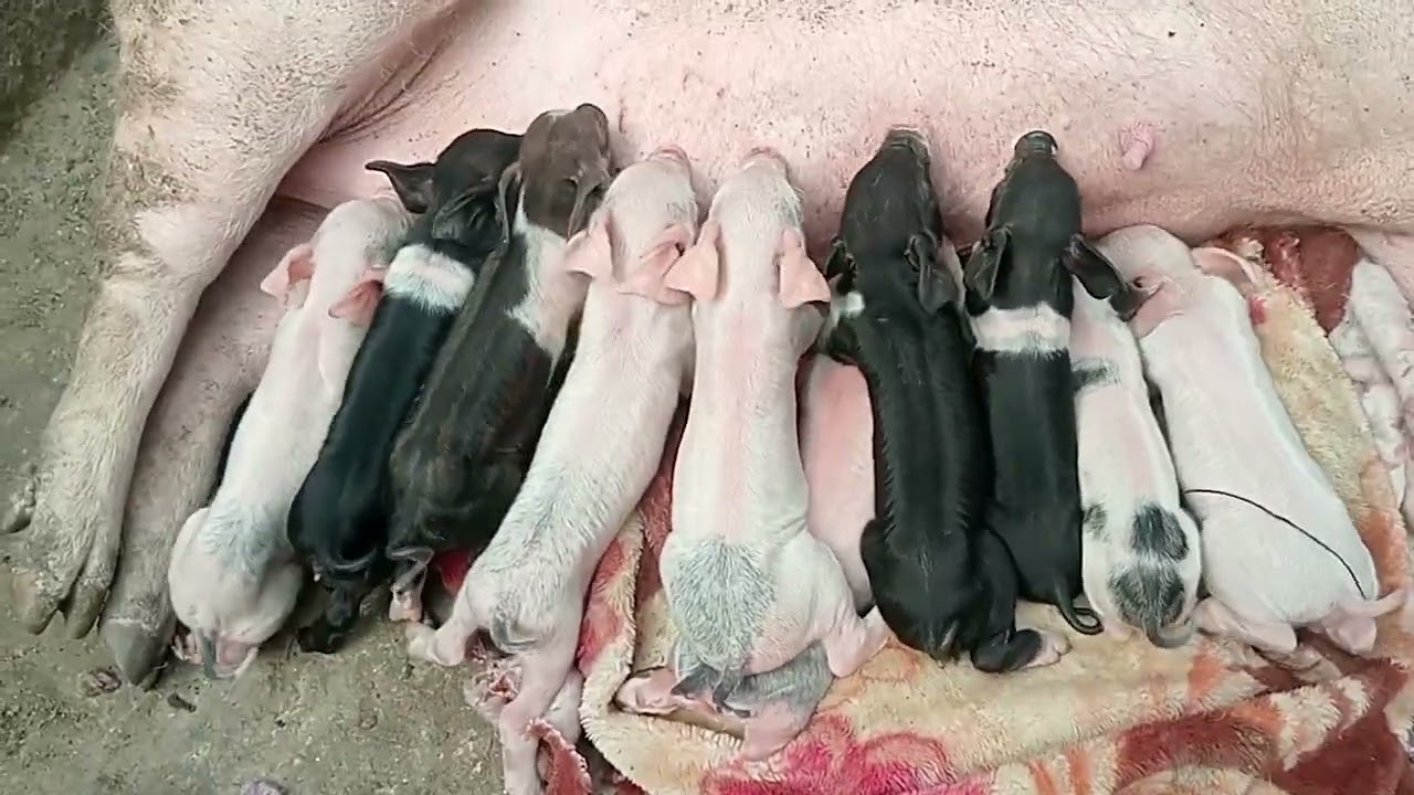 wellcome new beby pig🐖🐖🐖