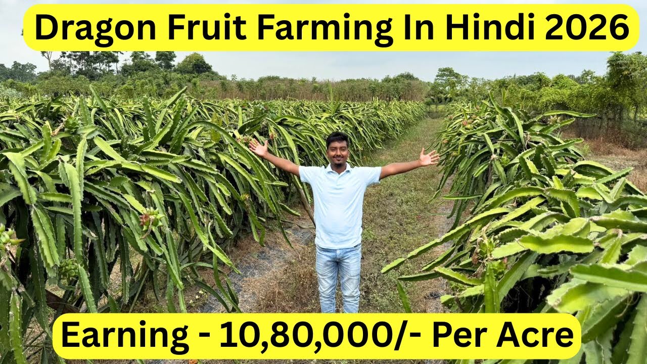 Commercial Dragon Fruit Farming Full Information In Hindi 2026 | Earning - 10,80,000/- Per Acre |