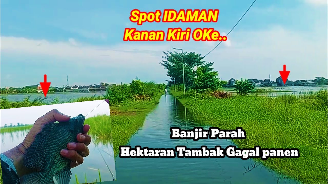 Ikan melimpah‼️ mancing ikan nila semudah ini saat banjir @lekjobolangfishingchanel