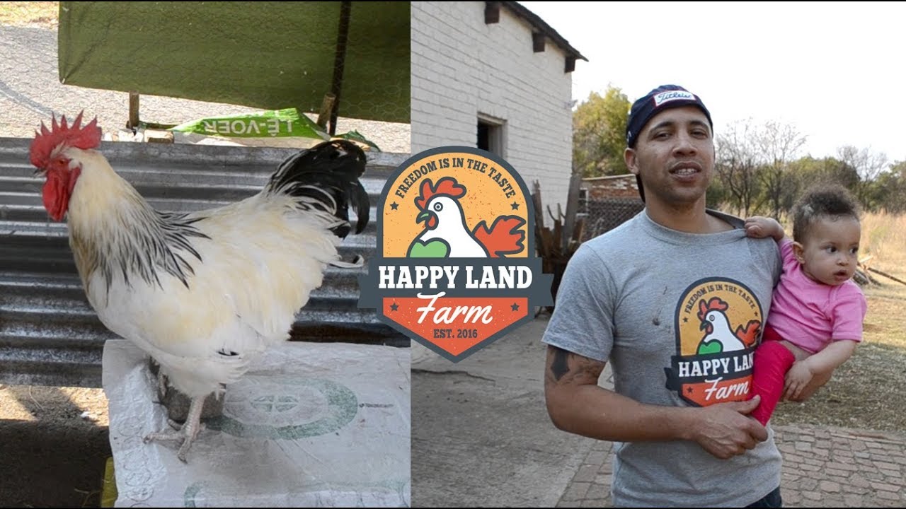 Collecting Sussex Chickens in Rustenburg | August 2019 | Happy Land Farm