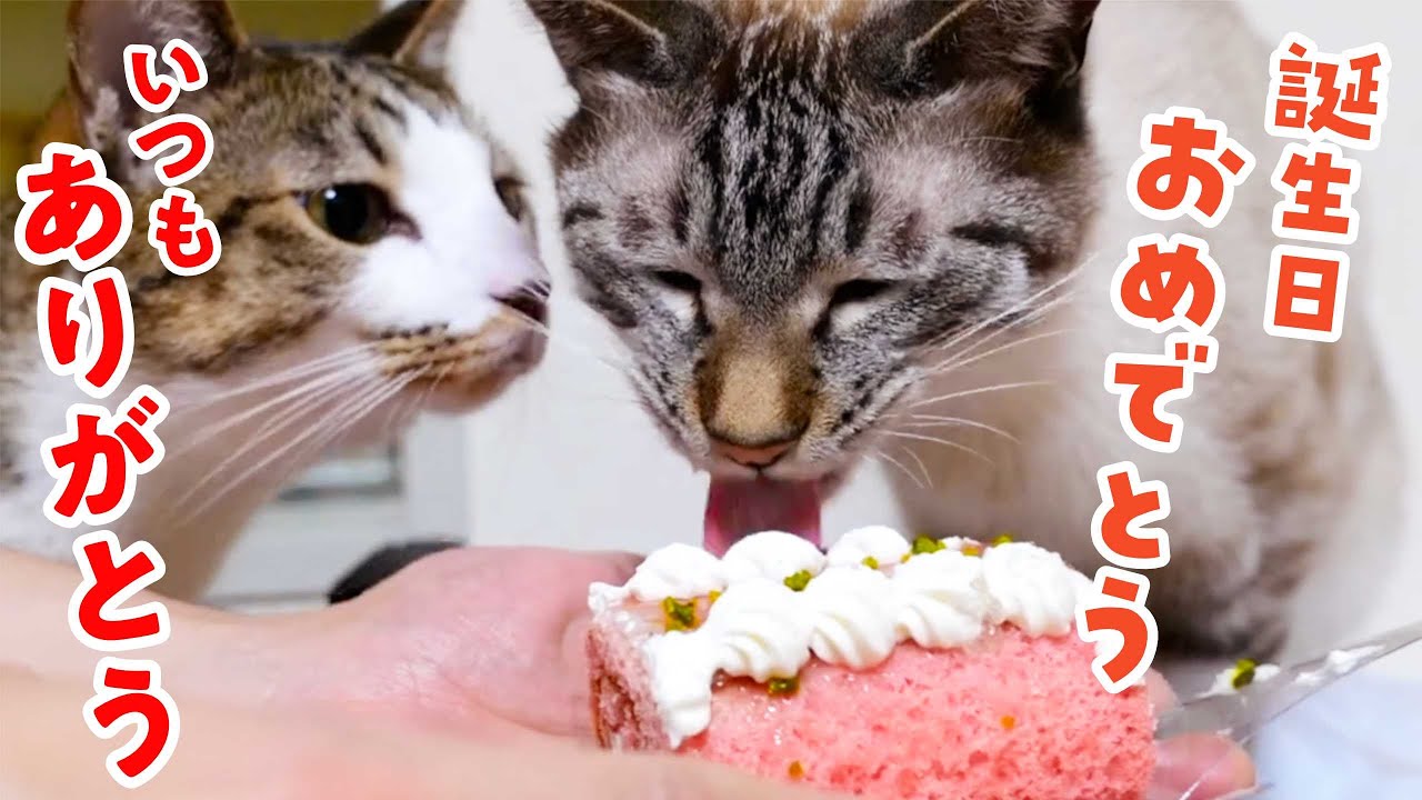 【祝3歳】デュフィの誕生日にケーキをあげたら最高の一日になりました