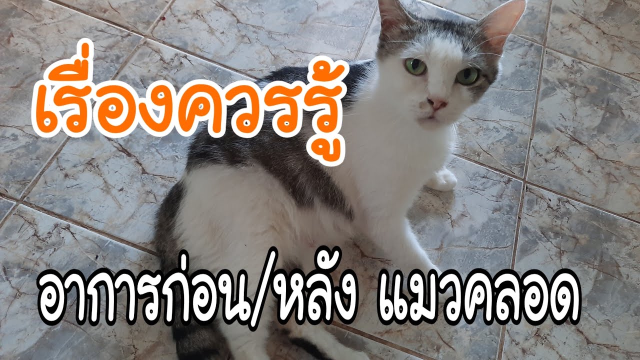 ก่อน - หลัง แมวคลอด