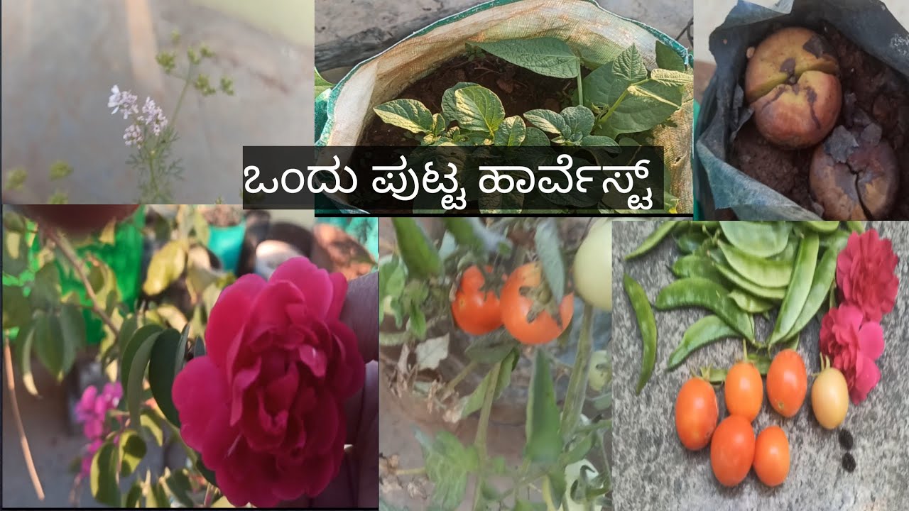 ಒಂದು ಪುಟ್ಟ ಹಾರ್ವೆಸ್ಟ್#gardening #harvest #flowers #terracegarden #Indianterracegarden #gardeningvlog