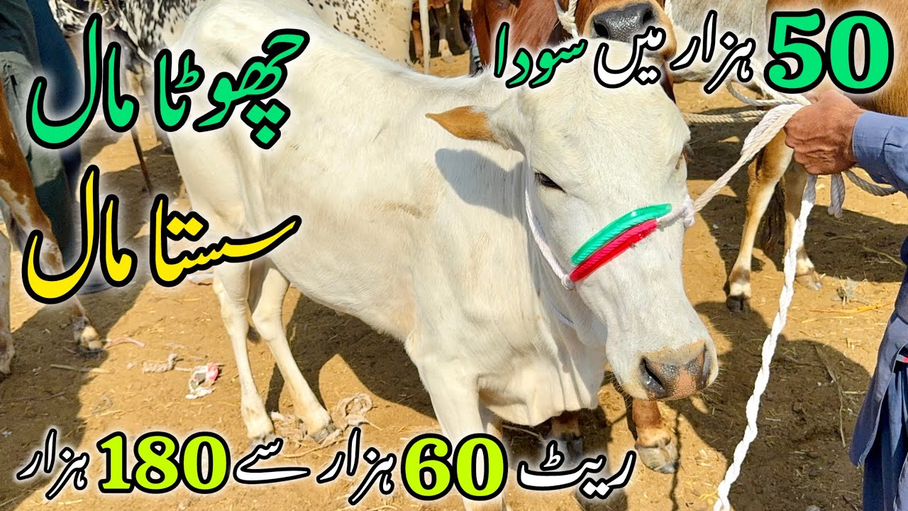 50k Me Soda | Malir Mandi Me 60-180k Wala Maal | Cow Mandi 2025