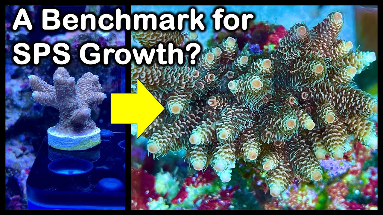Your SPS corals growing fast or slow? Come see some realistic progression examples for benchmarking.