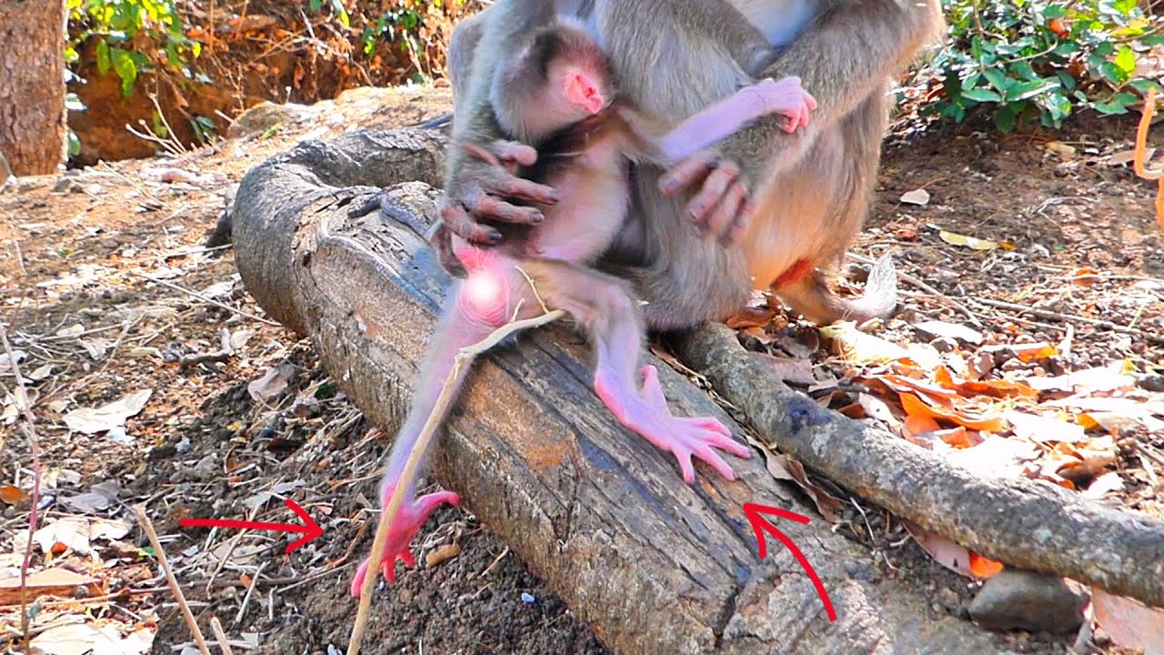🔴 LIVE: Small Baby Monkey Slides Down a Tree Root and Calls for Mama ROSITA 🐒💛