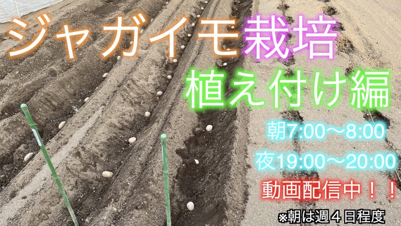 ジャガイモ栽培【植付け】家庭菜園でも簡単にできる植え方講座　21/3/3