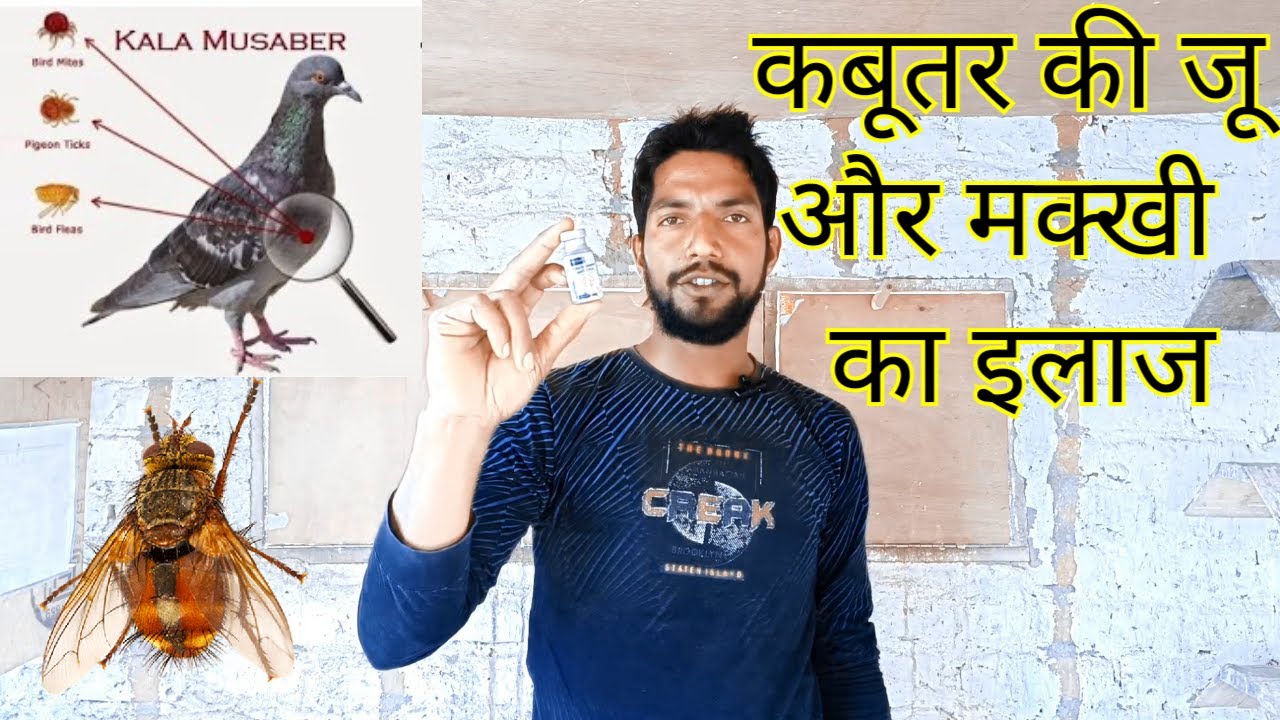 Kabutar ki ju aur makkhi ka ilaaj | कबूतर की जू और मक्खी का इलाज @kabootarihs