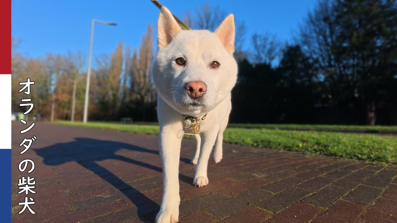 柴犬柿丸  意地悪する柴犬｜オランダ散歩・環境音