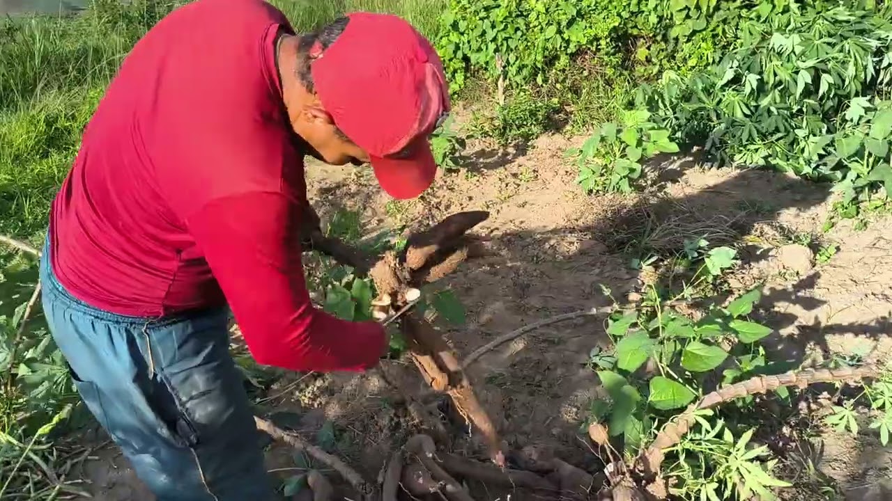 Como arrancar macaxeira para levar para o comércio 