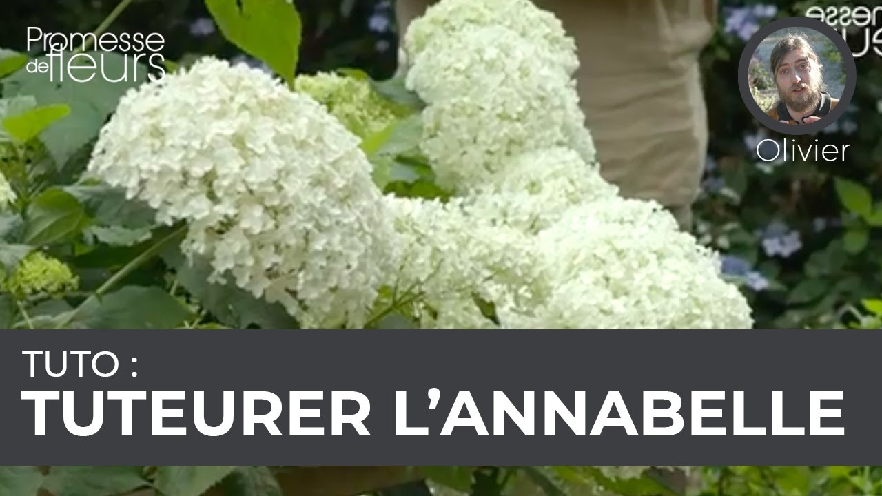 Tuto : tuteurer l'hortensia Annabelle