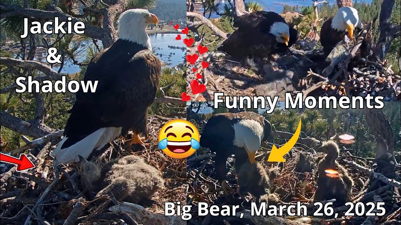 Shadow! Do Not Clean The Chick Up!🤣 Funny Moments & Milestones, March 26, 2025