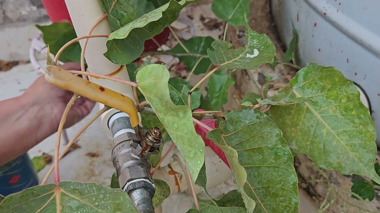 दीवार या टंकी के किनारे लगे पीपल से कैसे छुटकारा कैसे पाए || Fun Gardening