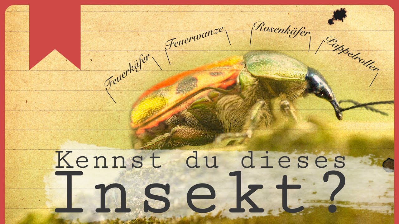 4 faszinierende Insekten, die jeder beobachten kann