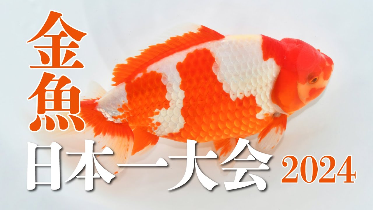 第30回金魚日本一大会　2024.10.27