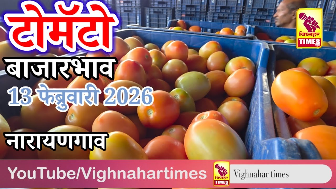 नारायणगाव टोमॅटो मार्केट l दि. 10 फेब्रुवारी 2026  पहा काय मिळाला बाजारभाव?