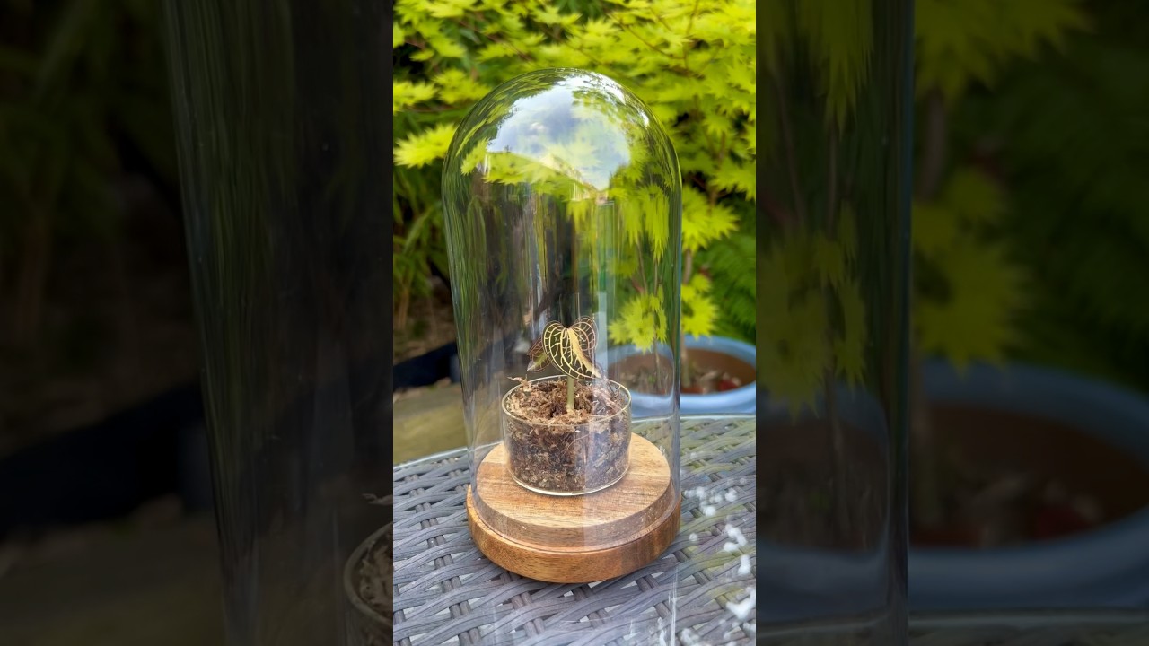 This is how I grow Jewel Orchids #orchid #orchidcare #plantcaretips #terrarium #foliageplant