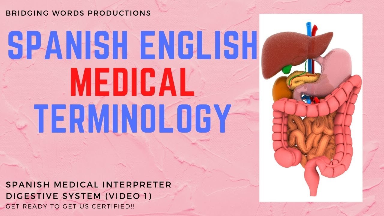 Spanish English Medical Interpreter Translator - Medical Terminology - Digestive System Video 1