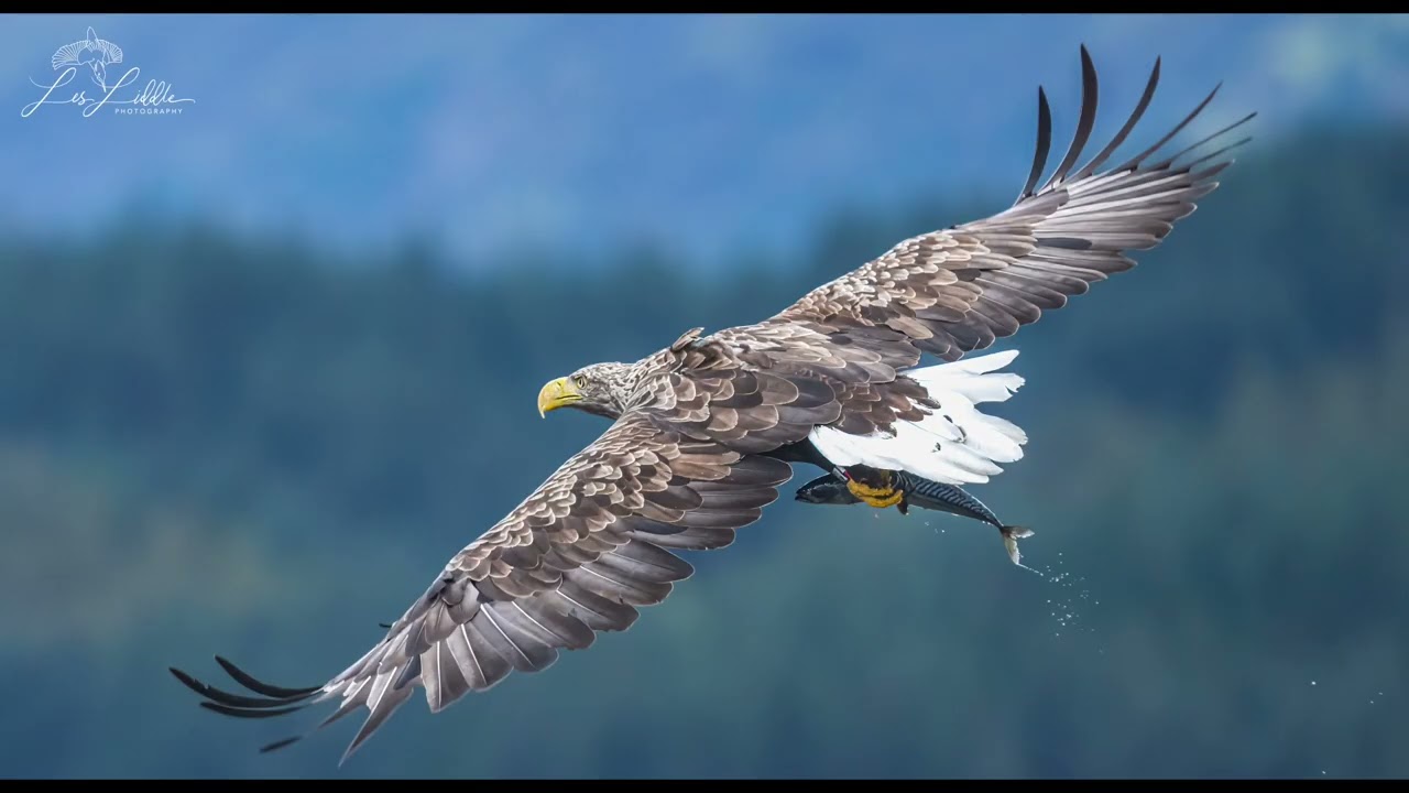 Loch Shiel Cruise  in search of the white tailed eagle