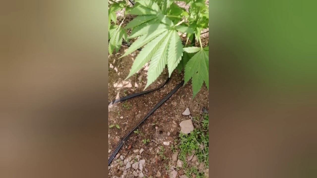 Green poison xl auto seguimiento exterior 2020 d&iacute;a 48