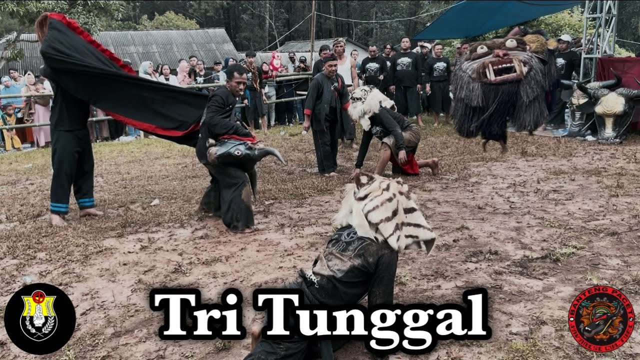 Tri Tunggal Live Kembang Belor Pacet  || Gumbingan & Macanan