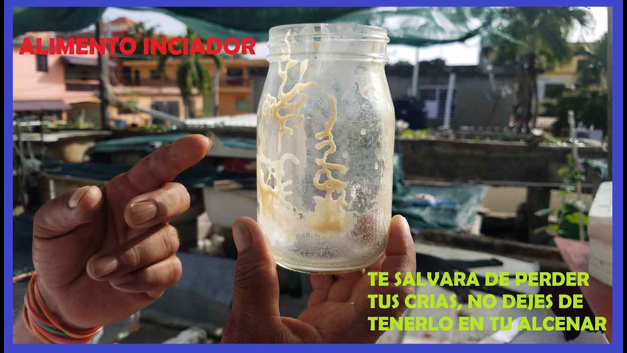 ✔Bettas - Alimento Iniciador que dura por siempre, no dejes que tus crías se pierdan 🍤