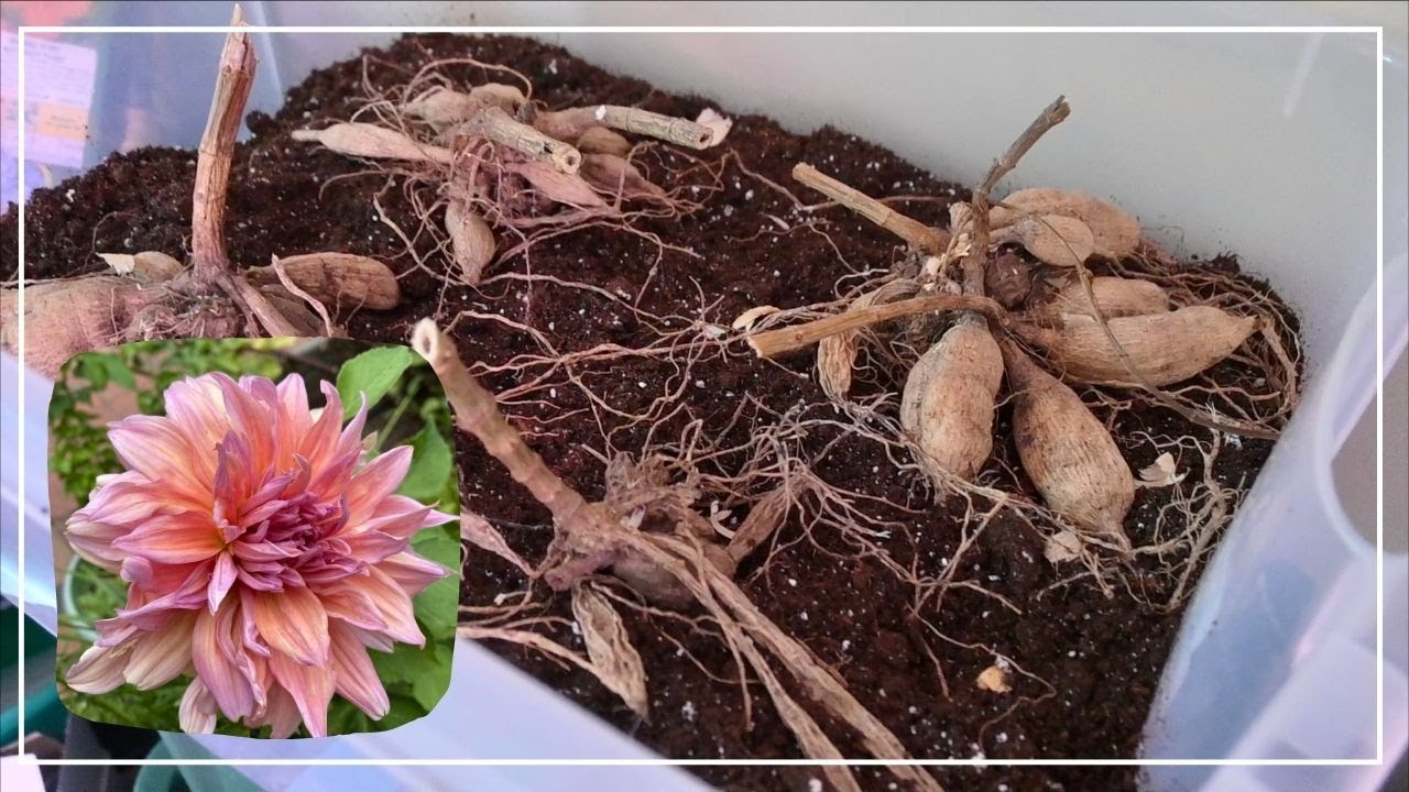 Pre-sprouting Dahlia Tubers in the Cut Flower Garden