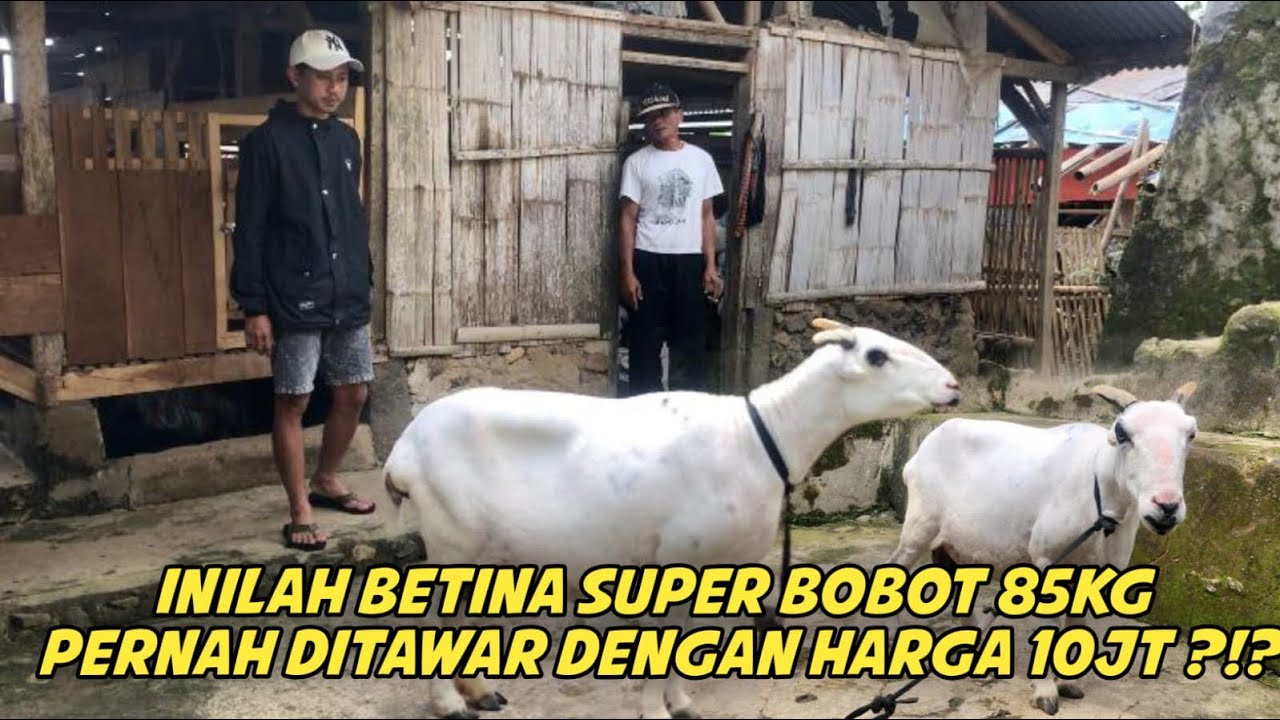 DOMBA GARUT BETINA SUPER BOBOT TIMBANGAN 85KG MASUK DIKELAS A FULL