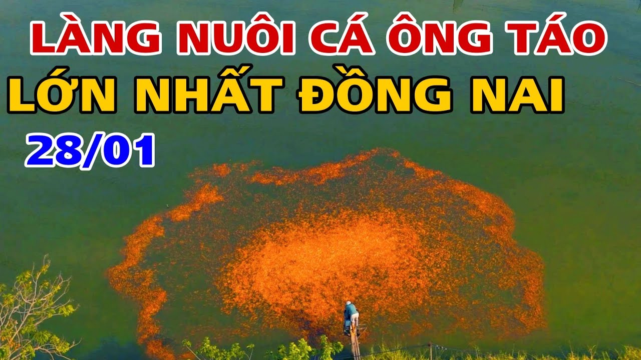 KHÔNG KHÍ TẾT 2026 LÀNG NUÔI CÁ ÔNG TÁO TẠI SÔNG MÂY TRẢNG BOM LỚN NHẤT ĐỒNG NAI 