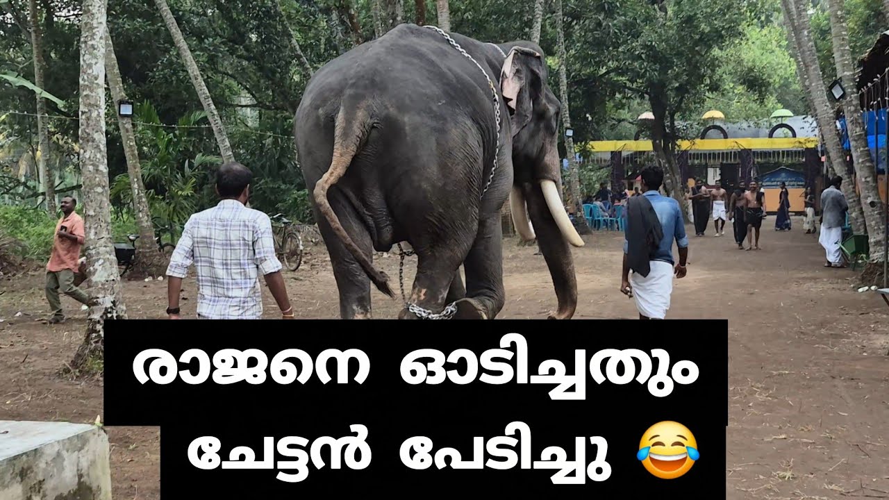 PAMBADY RAJAN | രാജനെ ഓടിച്ചതും ചേട്ടൻ പേടിച്ചു 😂